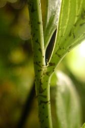 Asplenium lepidotum. Ovate to narrowly ovate scales with elongated apices on the rachis. 
 Image: L.R. Perrie © Te Papa CC BY-NC 3.0 NZ